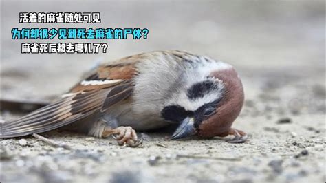 麻雀突然死掉|麻雀死有什么征兆？